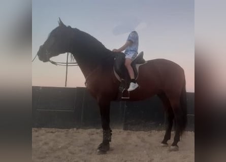 PRE, Gelding, 7 years, 16,1 hh, Brown