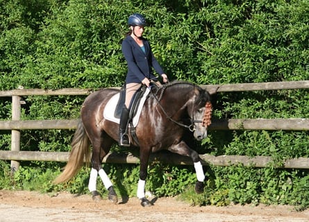 PRE Mix, Gelding, 7 years, 16.1 hh, Gray-Dapple