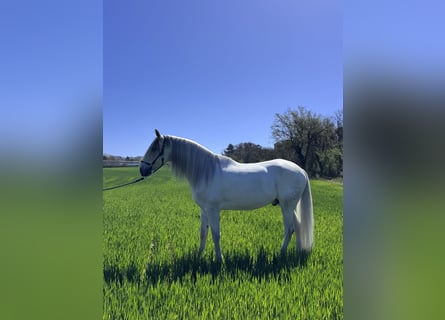 PRE, Gelding, 7 years, 16.1 hh, White