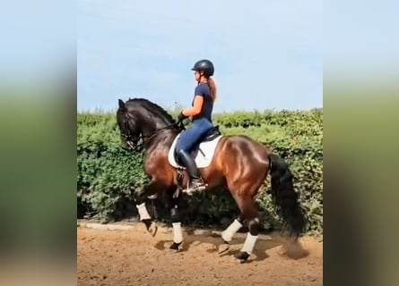 PRE, Gelding, 7 years, 16.2 hh, Black