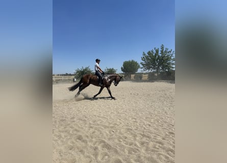 PRE, Gelding, 7 years, 16.2 hh, Brown