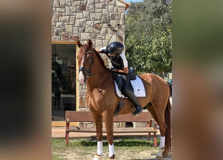 PRE, Gelding, 7 years, 16.2 hh, Chestnut-Red