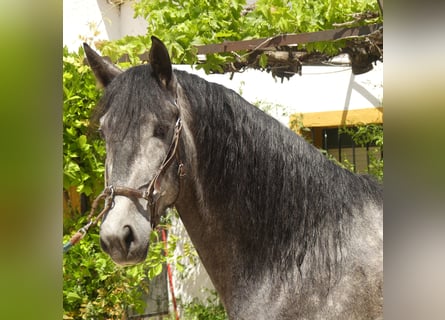 PRE Mix, Gelding, 7 years, 16.2 hh, Grey