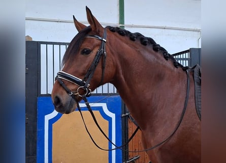 PRE Mix, Gelding, 7 years, 16 hh, Bay