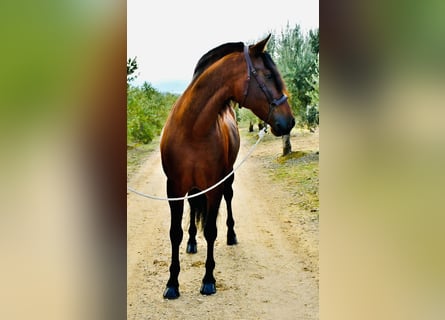 PRE Mix, Gelding, 7 years, 16 hh, Brown