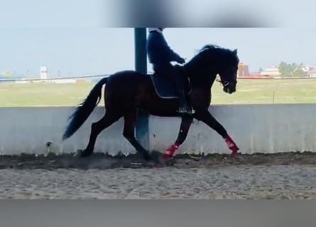 PRE Mix, Gelding, 7 years, 16 hh, Brown