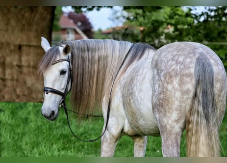 PRE, Gelding, 7 years, 16 hh, Gray