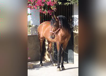 PRE, Gelding, 7 years, 16,1 hh, Brown