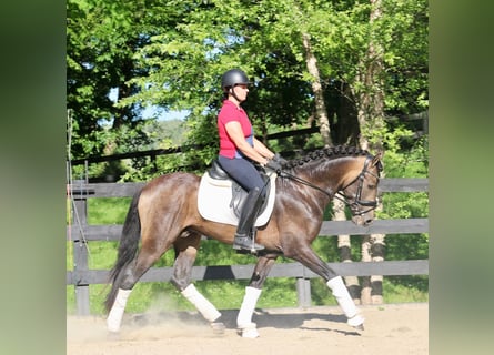 PRE Mix, Gelding, 7 years, 16,1 hh, Buckskin