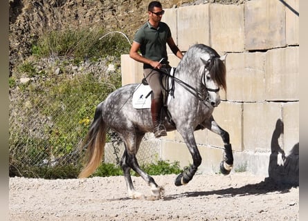 PRE, Gelding, 7 years, 16,1 hh, Gray