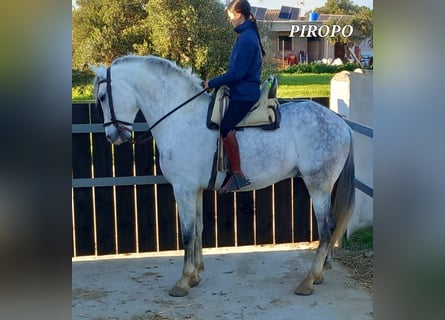 PRE, Gelding, 7 years, 16,1 hh