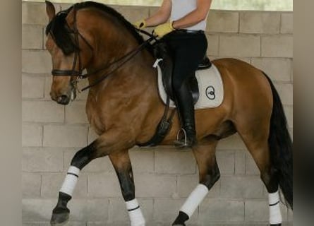 PRE Mix, Gelding, 7 years, 16,1 hh, Overo-all-colors