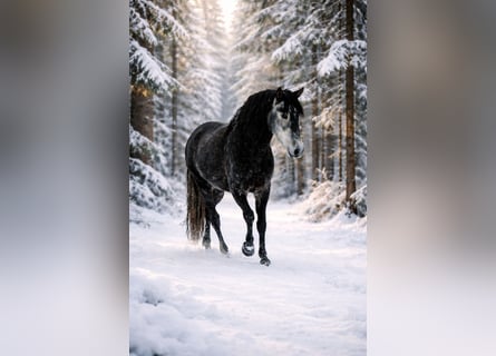 PRE, Gelding, 7 years, 16,2 hh, Grey-Dark-Tan