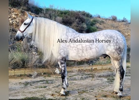 PRE Mix, Gelding, 7 years, 17 hh, Gray-Dapple