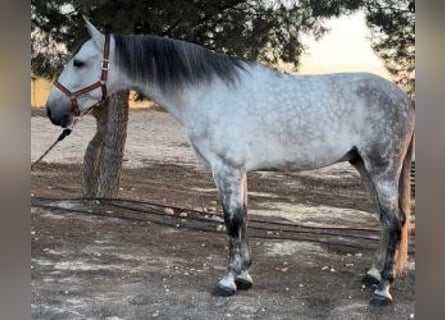 PRE Mix, Gelding, 7 years, 17 hh, Grey