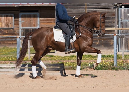 PRE, Wallach, 8 Jahre, 15,2 hh, Fuchs