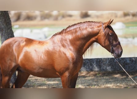 PRE, Gelding, 8 years, 15,2 hh, Chestnut-Red