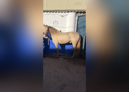 PRE, Gelding, 8 years, 15,2 hh, Cremello