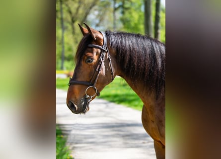 PRE, Gelding, 8 years, 15,3 hh, Brown