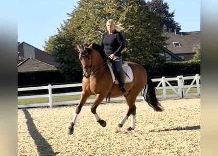 PRE, Gelding, 8 years, 15,2 hh, Brown