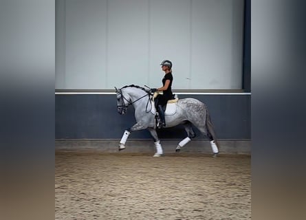 PRE Mix, Gelding, 8 years, 15,2 hh, Grey