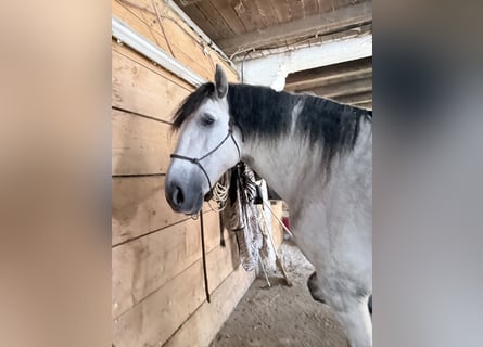 PRE Mix, Gelding, 8 years, 16.1 hh, Grey-Dapple