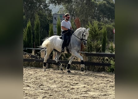 PRE, Gelding, 8 years, 16.1 hh, Grey