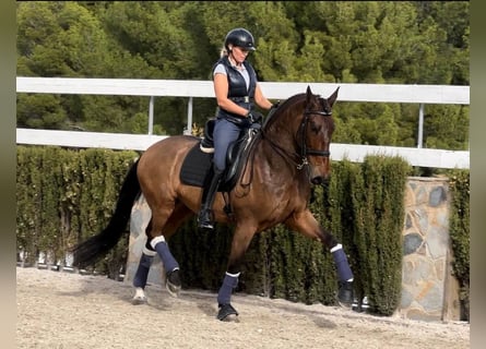 PRE, Gelding, 8 years, 16,2 hh, Brown