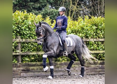 PRE Mix, Gelding, 8 years, 16.2 hh, Gray-Dapple