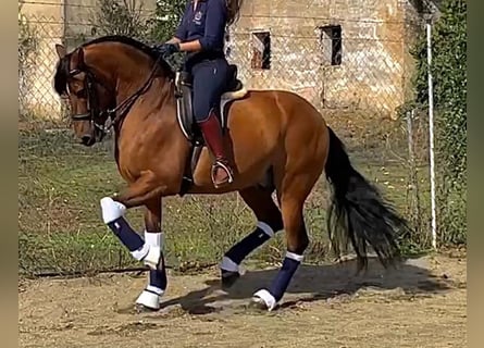 PRE, Gelding, 8 years, 16 hh, Brown