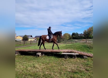 PRE, Gelding, 8 years, 16 hh, Brown