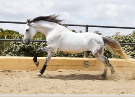 PRE Mix, Gelding, 8 years, 16 hh, Gray