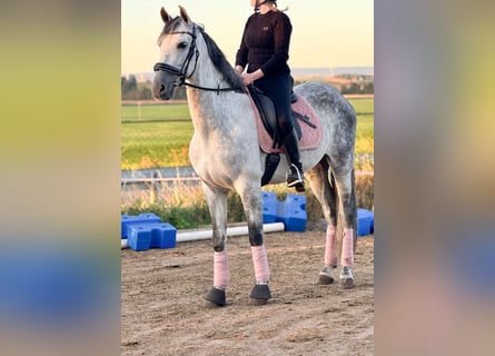 PRE Mix, Gelding, 8 years, 16 hh, Grey