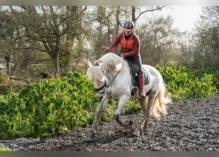 PRE, Gelding, 8 years, 16 hh, Grey