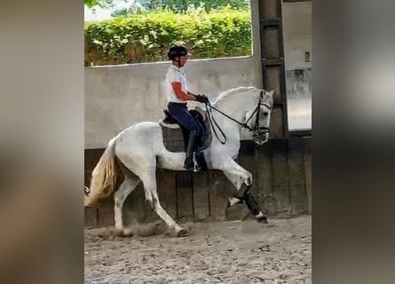 PRE Mix, Gelding, 8 years, 16 hh, Grey