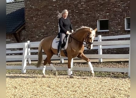 PRE Mix, Gelding, 8 years, 16 hh, Palomino