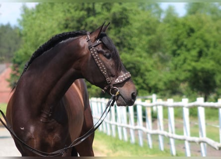 PRE, Gelding, 8 years, 16,2 hh, Bay-Dark