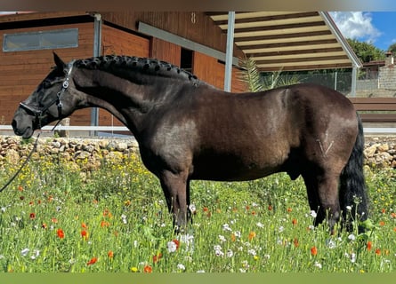 PRE Mix, Gelding, 9 years, 16,1 hh, Black