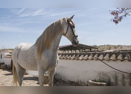 PRE Mix, Gelding, 9 years, 16.1 hh