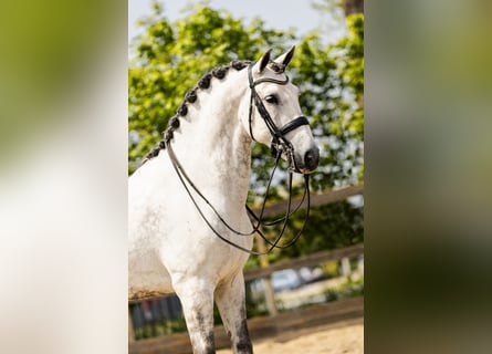 PRE Mix, Gelding, 9 years, 16.1 hh, Gray