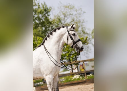 PRE Mix, Gelding, 9 years, 16,1 hh, Gray