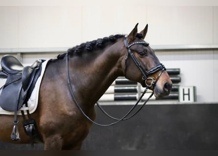 PRE, Gelding, 9 years, 16 hh, Brown