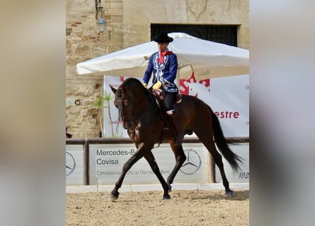 PRE Mix, Gelding, 9 years, 16 hh, Brown
