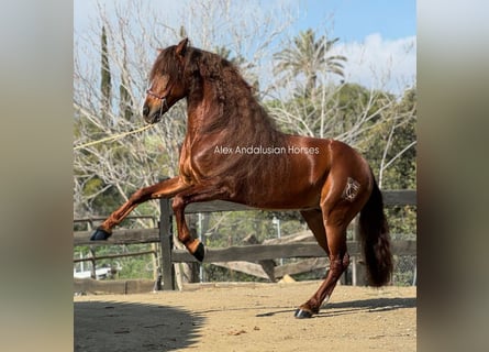 PRE Mix, Gelding, 9 years, 16 hh, Chestnut