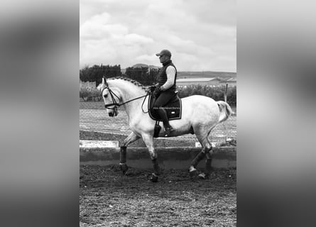 PRE Mix, Gelding, 9 years, 16 hh, Grey