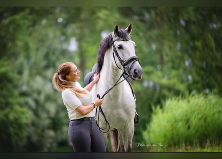 PRE, Gelding, 9 years, 16,1 hh, Gray