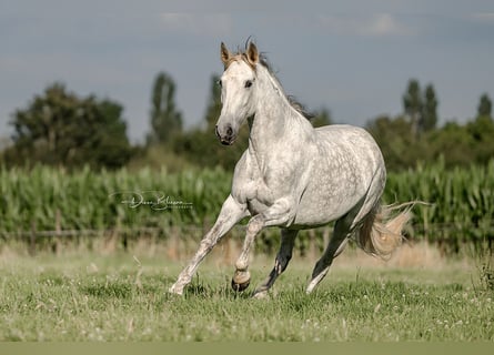 PRE, Giumenta, 10 Anni, 160 cm, Grigio pezzato