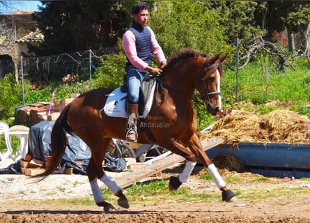 PRE, Giumenta, 10 Anni, 160 cm, Sauro