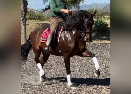PRE Mix, Giumenta, 10 Anni, 163 cm, Baio