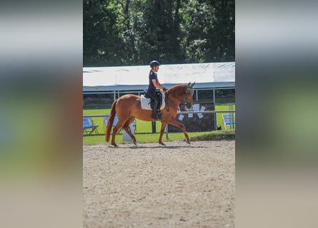 PRE Mix, Giumenta, 10 Anni, 165 cm, Sauro